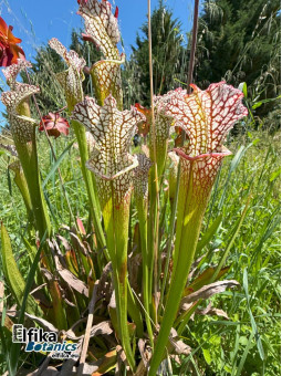 Sarracenia leucophylla (JJL)
