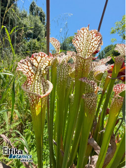Sarracenia leucophylla (JJL)
