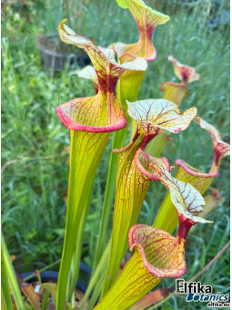 Sarracenia 'Adrian Slack'