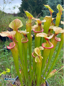 Sarracenia 'Adrian Slack'