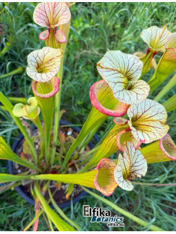 Sarracenia 'Adrian Slack'