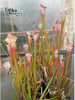 Sarracenia leucophylla (JJL)
