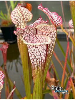 Sarracenia leucophylla (JJL)