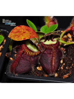 Cephalotus follicularis