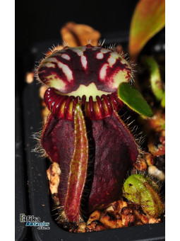 Cephalotus follicularis