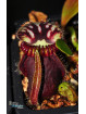 Cephalotus follicularis