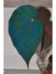 Begonia pavonina (Light Cyan)