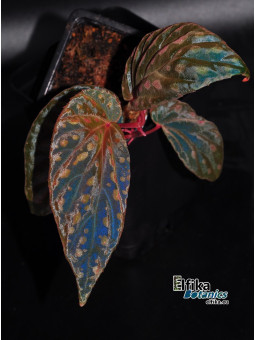 Begonia "EB Creamy Chme"