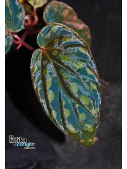 Begonia "EB Creamy Chme"