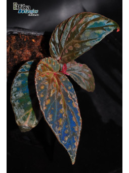 Begonia "EB Creamy Chme"