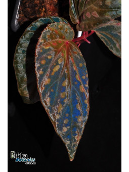 Begonia "EB Creamy Chme"