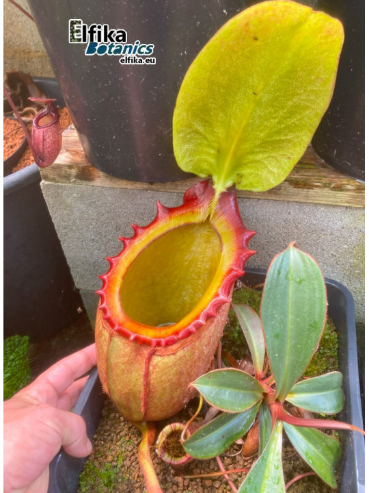 Nepenthes rajah Mt. Tambuyukon