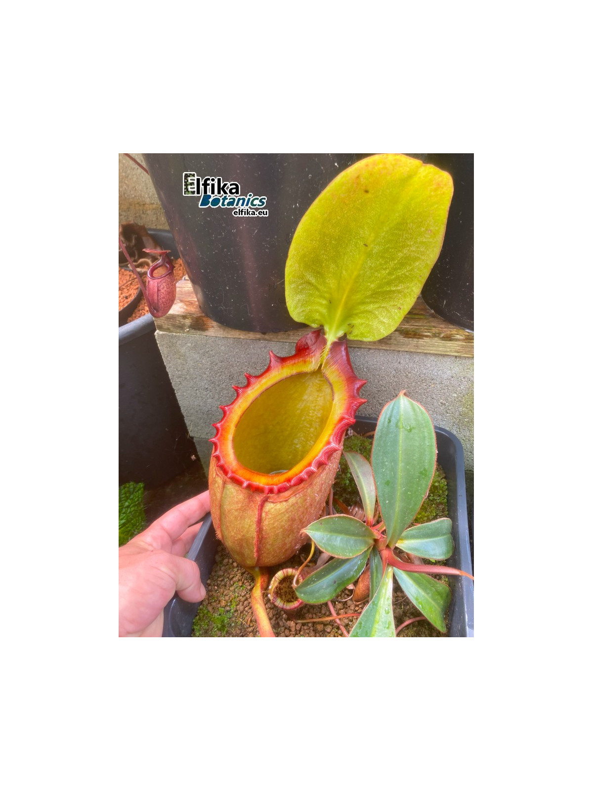 Nepenthes rajah Mt. Tambuyukon