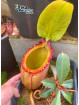 Nepenthes rajah Mt. Tambuyukon