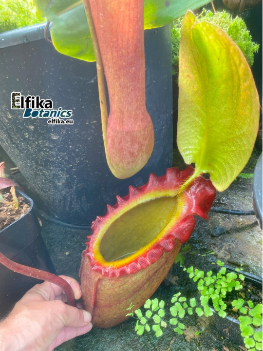 Nepenthes rajah Mt. Tambuyukon