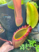 Nepenthes rajah Mt. Tambuyukon