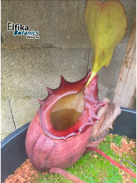 Nepenthes rajah Mt. Tambuyukon