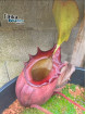 Nepenthes rajah Mt. Tambuyukon