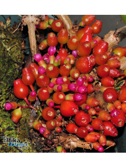 Medinilla loranthoides (sg)