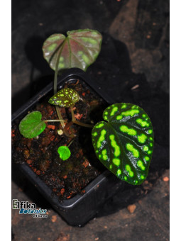 Begonia tenuifolia (EB.YS2)