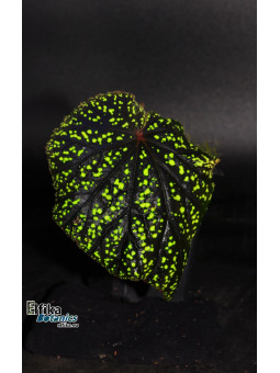 Begonia tenuifolia (EB.YS2)