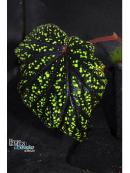 Begonia tenuifolia (EB.YS2)