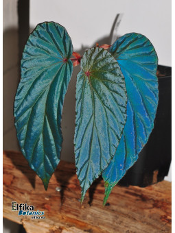 Begonia nothobaramensis x metallicolor (mixed clones)