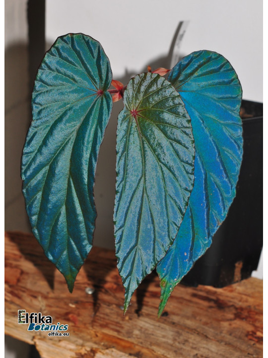 Begonia nothobaramensis x metallicolor (mixed clones)