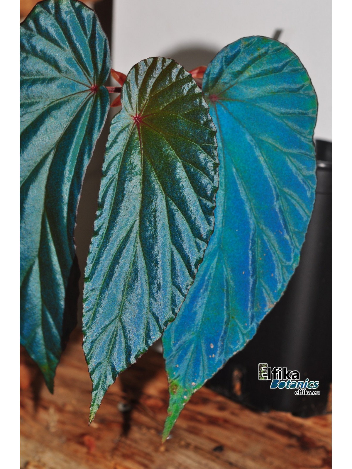 Begonia nothobaramensis x metallicolor (mixed clones)