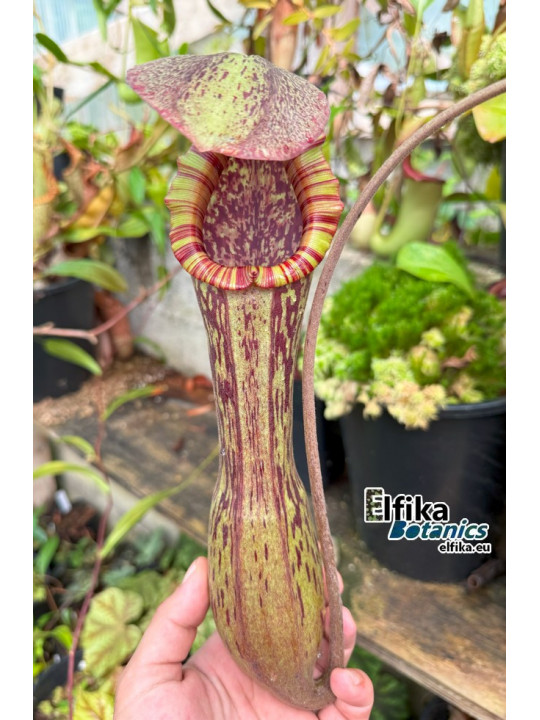 Nepenthes boschiana Sakumbang (fem.)