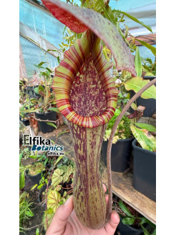 Nepenthes boschiana Sakumbang (fem.)