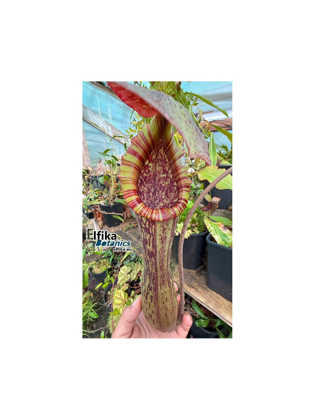 Nepenthes boschiana Sakumbang (fem.)