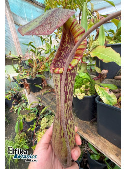 Nepenthes boschiana Sakumbang (fem.)