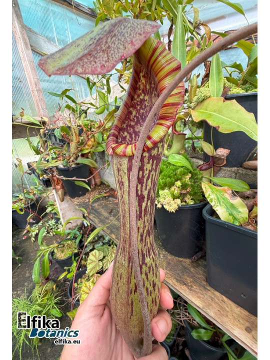 Nepenthes boschiana Sakumbang (fem.)
