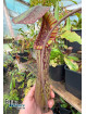 Nepenthes boschiana Sakumbang (fem.)