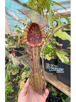 Nepenthes boschiana Sakumbang (fem.)