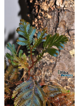 Selaginella sp. Kapuas Hulu