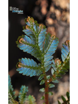 Selaginella sp. Kapuas Hulu