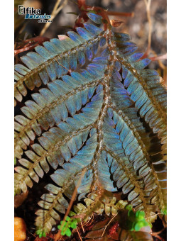 Selaginella sp. Kapuas Hulu