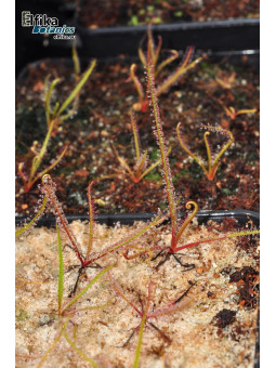 Drosera regia EB24A (JJL x Big Easy)
