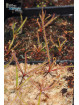 Drosera regia EB24A (JJL x Big Easy)