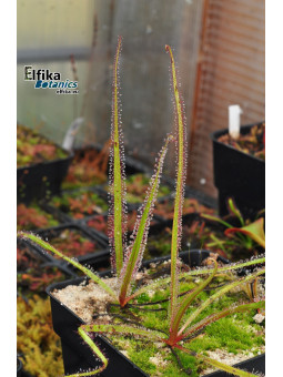 Drosera regia EB24A (JJL x Big Easy)