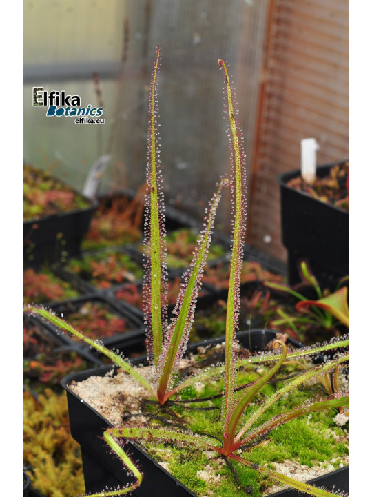 Drosera regia EB24A (JJL x Big Easy)