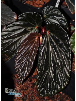 Begonia sp. Black Blood