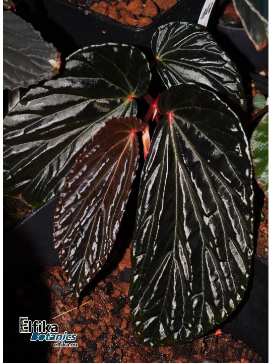 Begonia sp. Black Blood