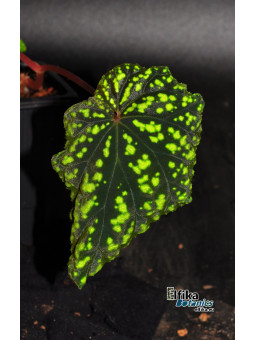 Begonia tenuifolia (EB.YS1)