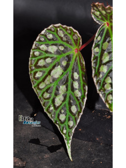 Begonia "Elfika Perfect Drum"