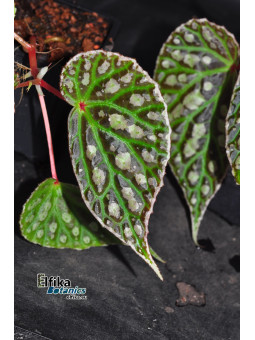 Begonia "Elfika Perfect Drum"