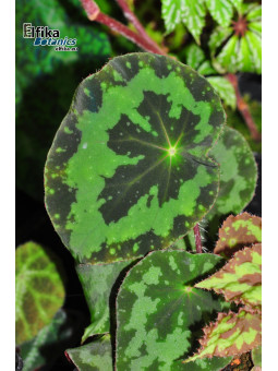 Begonia rigidifolia ssp. sonhungii