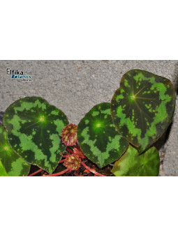 Begonia rigidifolia ssp. sonhungii